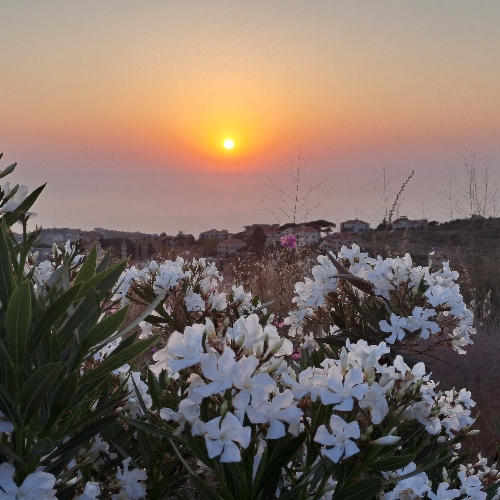 Wassim Ashkare_CaCD3